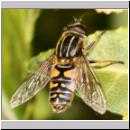 Helophilus pendulus - Gemeine Sumpfschwebfliege 04.jpg